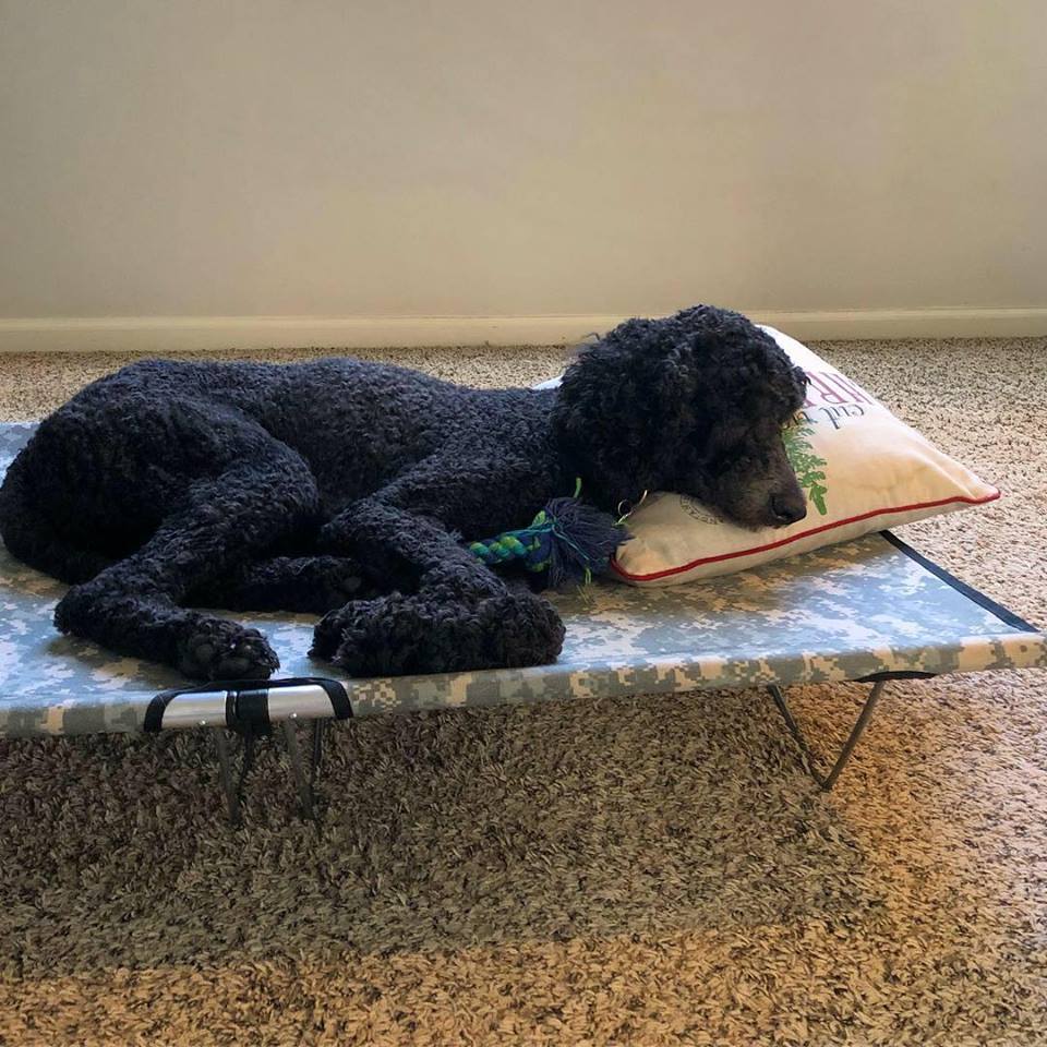 K9-KOT™ Dog Cot w/ Carrying Bag